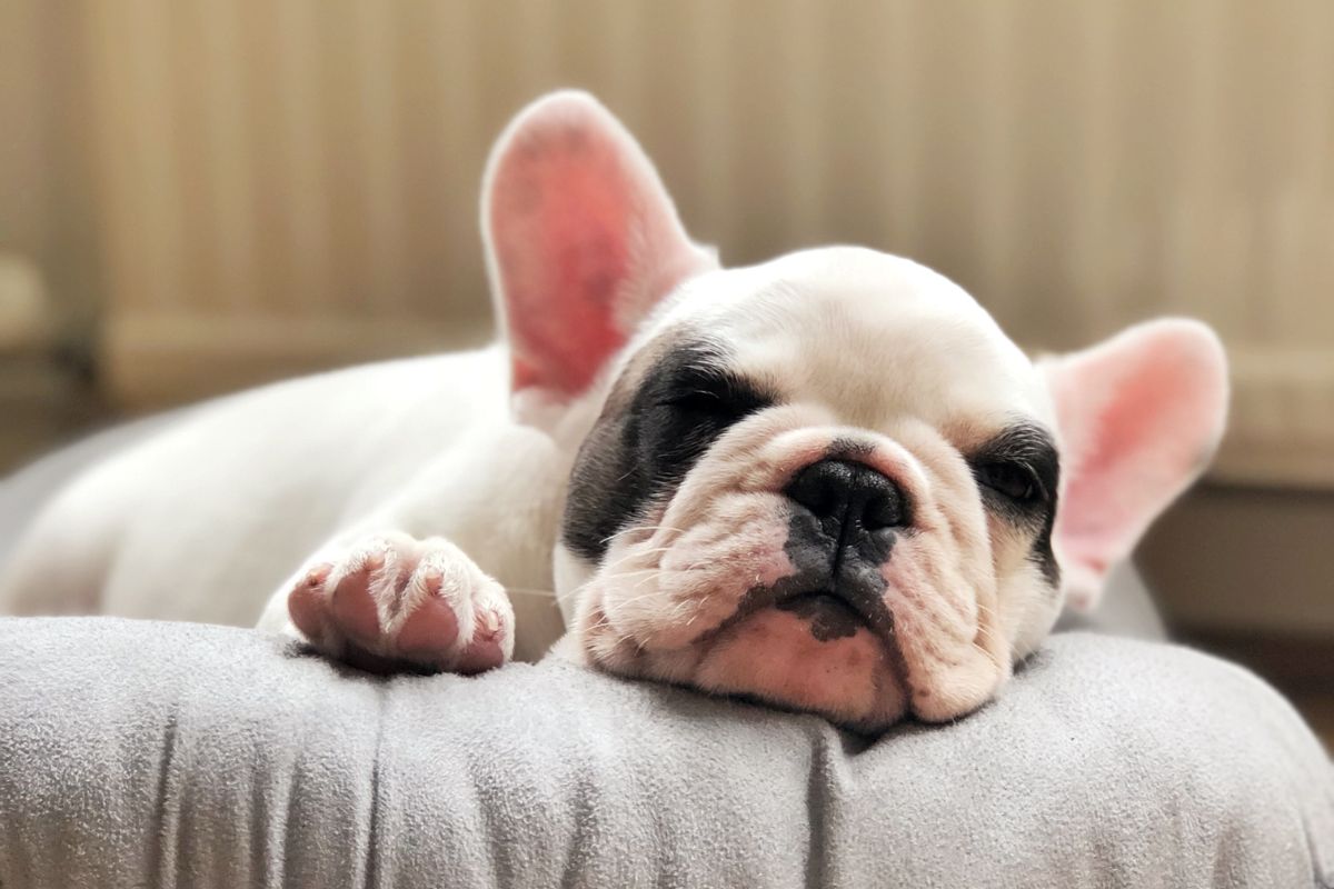 5 Pieces of Equipment That Every Dog Needs - Pawzopia