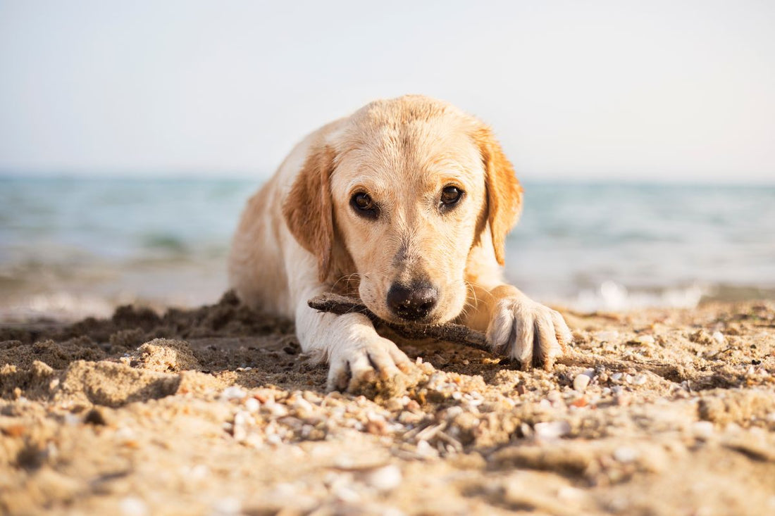Summer Care Guide for Dogs - Pawzopia