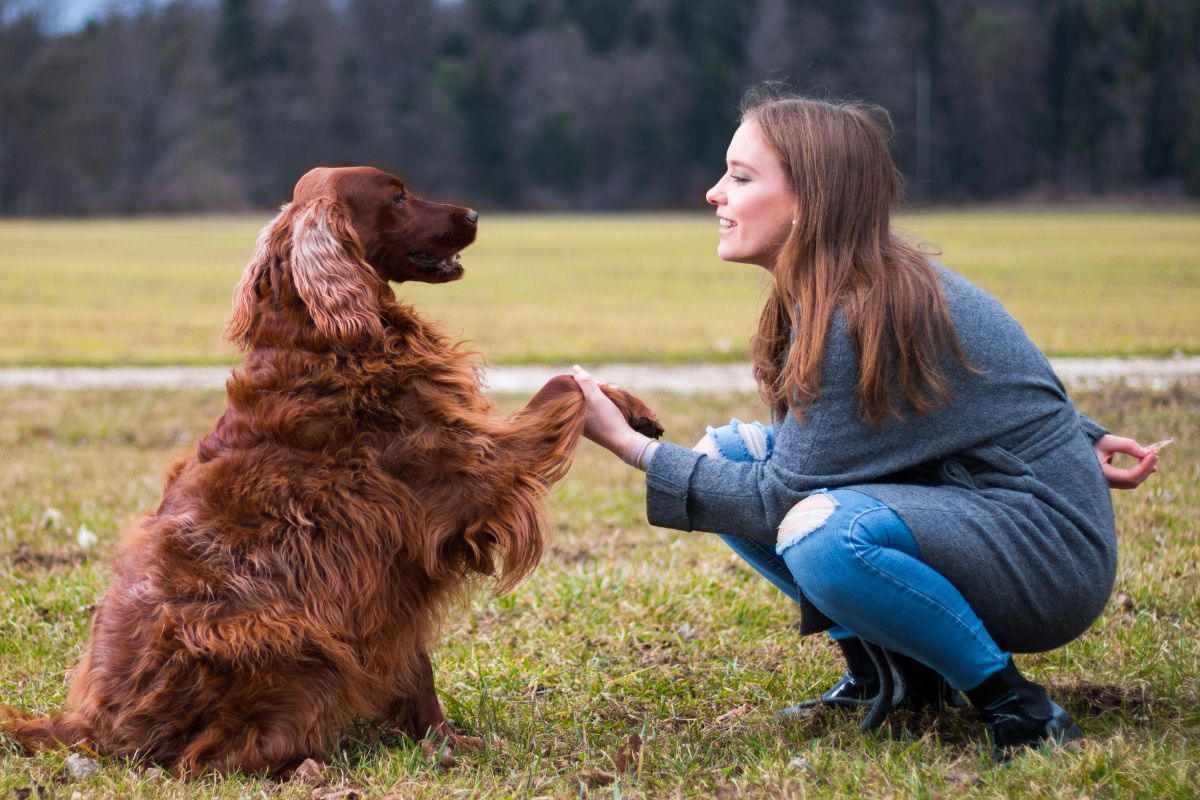 The Ultimate Guide To Training a Dog - Pawzopia