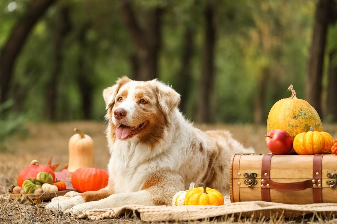 Thanksgiving Photo Ideas With Pets: Memories You’ll Cherish Forever