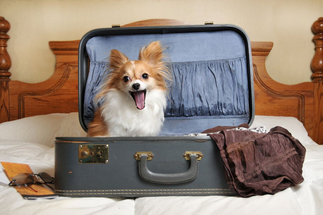 Stress Free Holiday Travel Guide With Dogs