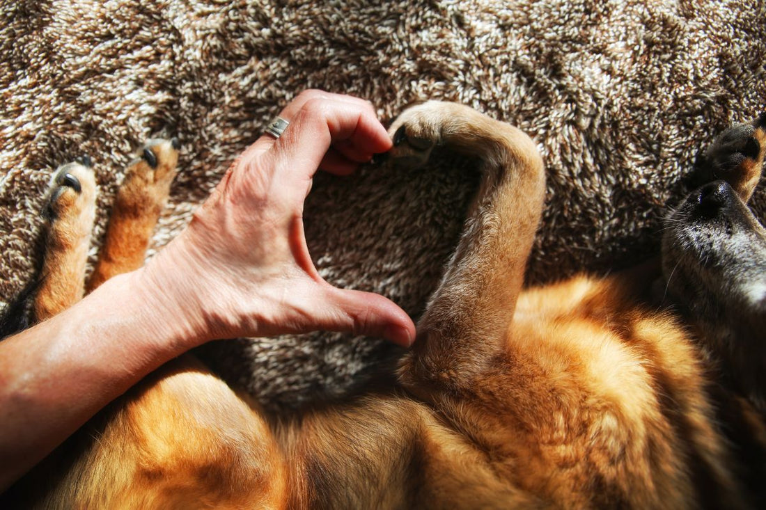 The First Time Pet Parent Handbook - Pawzopia